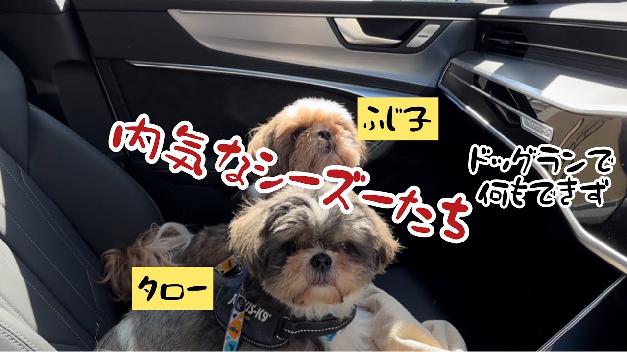 【シーズー犬】久し振りにドッグランに行ってみたよ！