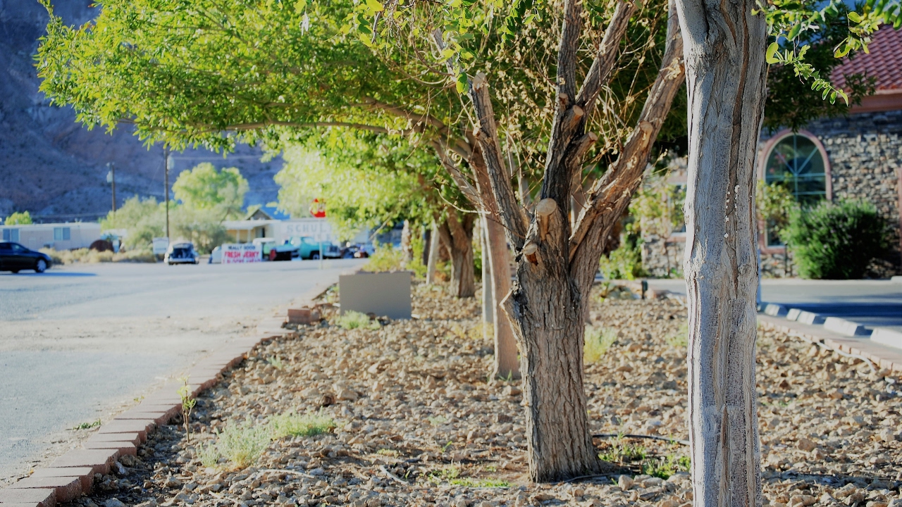 Chillin | Minecraft w/ Wolfalamew