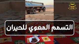 التسمم المعوي للحيران | عبدالرحمن الشامان