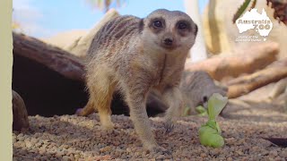 Meerkat treats at Australia Zoo | Australia Zoo Life
