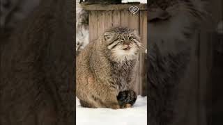 Manul | Манул