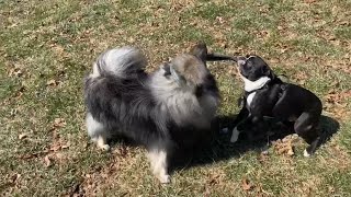 My Silly Dogs Play A Passionate Game Of Tug! by Kumo and Sully 212 views 1 month ago 56 seconds