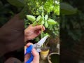 China's Clever Trick to Grow Roses from a Single Stem!🌹😳 #shortsvideo