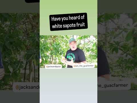 SueBelle White Sapote Fruit