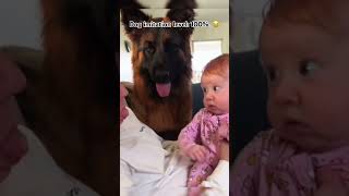 Dog imitation?More like method acting. 🎬 #funnymoments #funnyvideo #pets #dogs #shorts #shortvideo