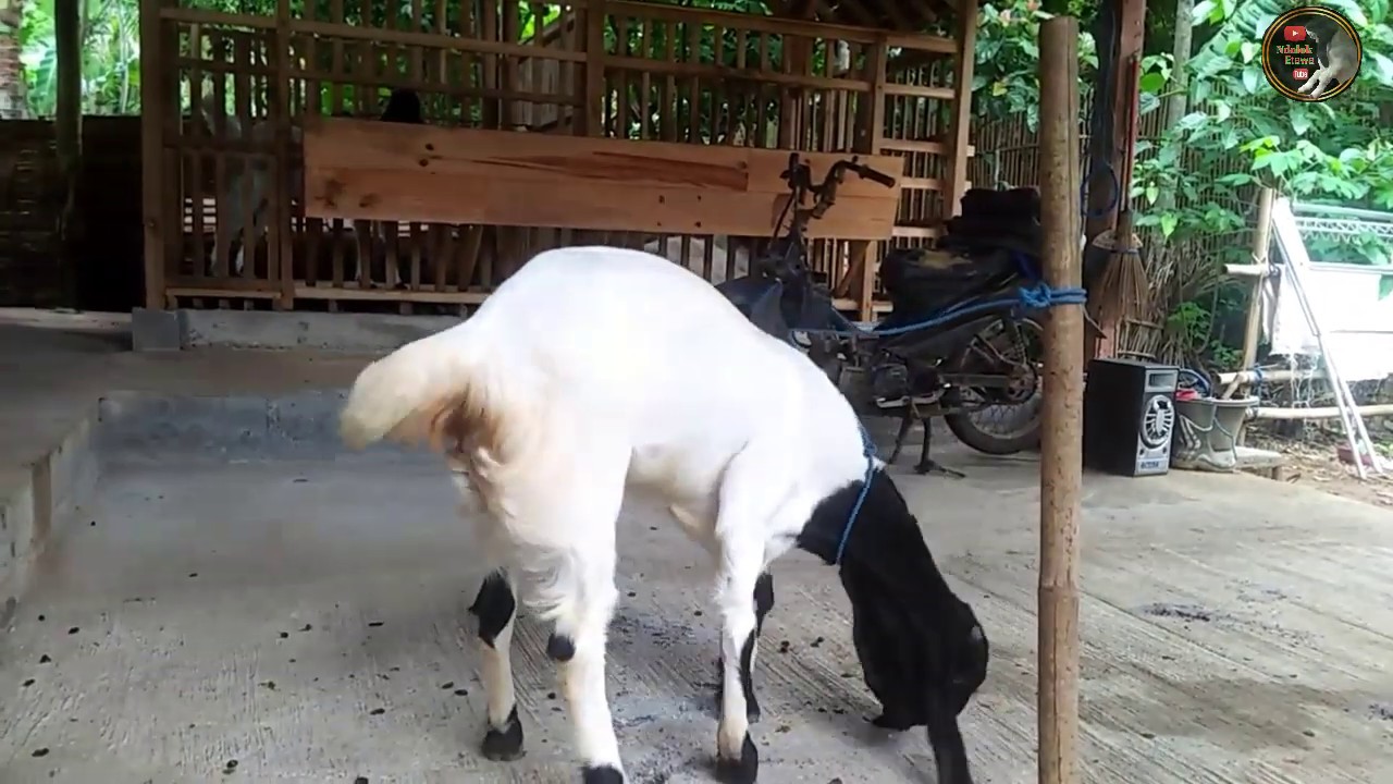 Review kambing etawa Super calon Indukan milik mas mujito 