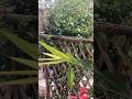 Feeling fresh #shortsfeed #youtube #nature #trending #garden #nest #decoration #shorts