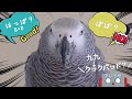 喋る鳥ずぅと九九を練習したらトリッキーでぶっ飛んだ☆
