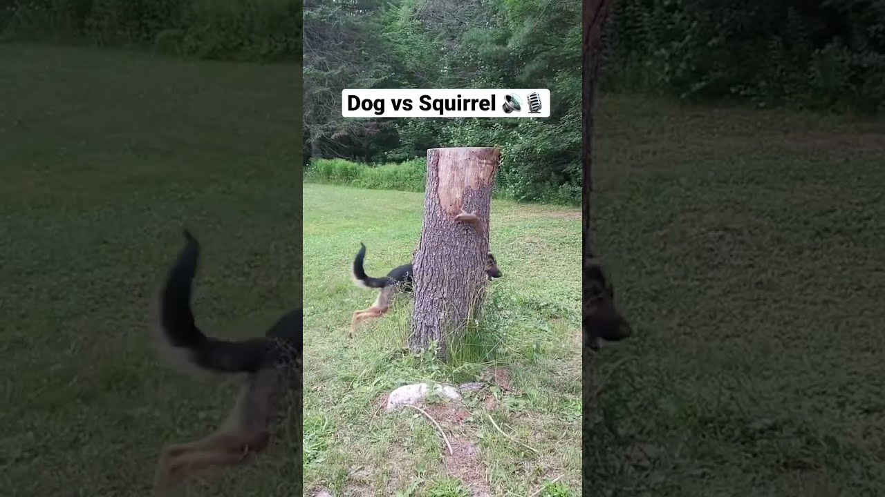 Dog vs Squirrel! Ozzy Man Quickies