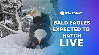 Watch live: Bald eagles expected to hatch in Big Bear Valley, California