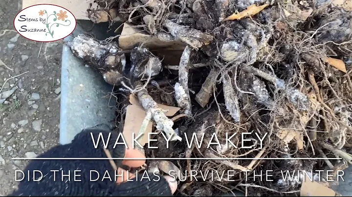 Time to Wake the Dahlias Up// Did They Survive the Winter //Stems by Suzanne Cut Flower Garden - DayDayNews