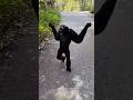 cara berjalan siamang yang lucu #hewanlucu #monkey