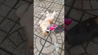 coi bả kìa#cunco #animals #funnydog #dog #funny #pets #chuong6 #dongvat #cute #dieuvl