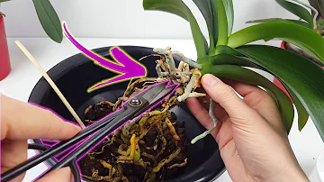 ¿Hay que trasplantar las orquídeas a macetas más grandes?