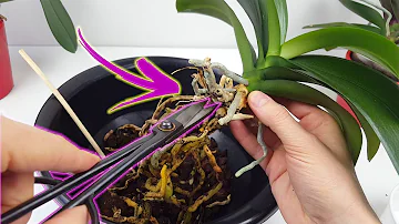¿Qué ocurre si no se trasplanta la orquídea?
