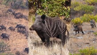 15 Amazing Shots In 8 Minutes Ultimate Wild Boar Hunting Compilation 