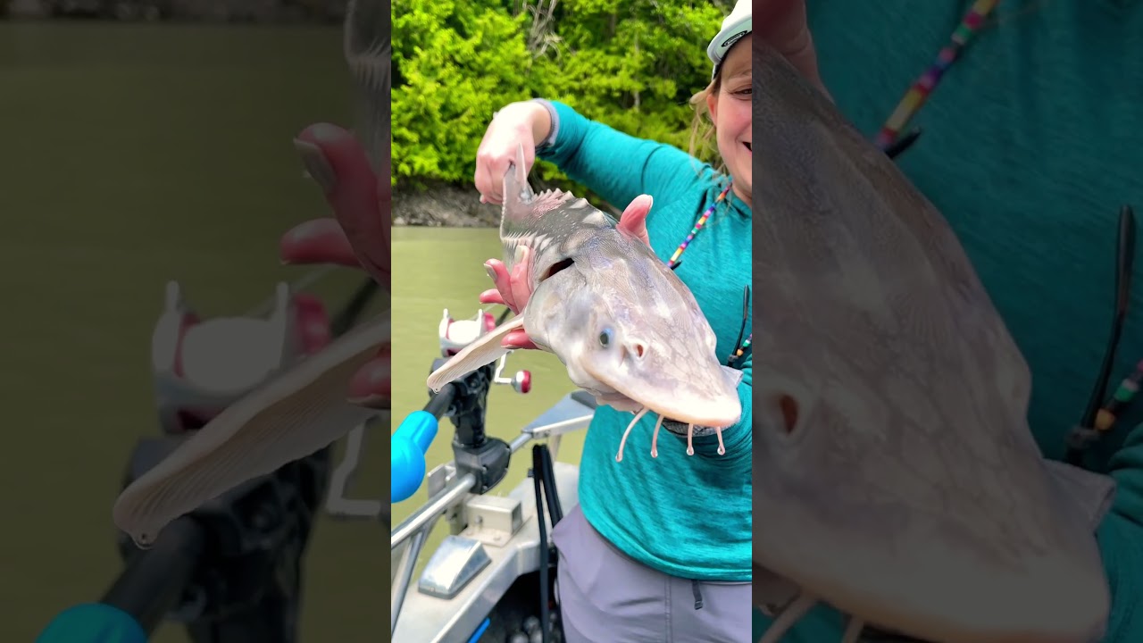 This is a juvenile sturgeon caught tagged and released on the Fraser river in British Columbia 🇨🇦