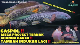 GASPOL GENGS!  TAMBAH INDUKAN BARCA LAGI ‼️ 1 PAIR CHANNA BARCA JUMBO UNTUK PROJECT BREEDING VENUS !