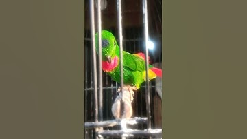 burung serindit lucu