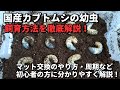 【超初心者向け】国産カブトムシ 幼虫の飼育方法 成虫までの育て方と注意点を徹底解説！
