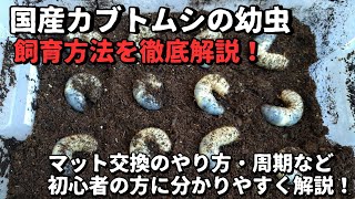 【超初心者向け】国産カブトムシ 幼虫の飼育方法 成虫までの育て方と注意点を徹底解説