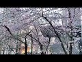 Spring has come in Vancouver!