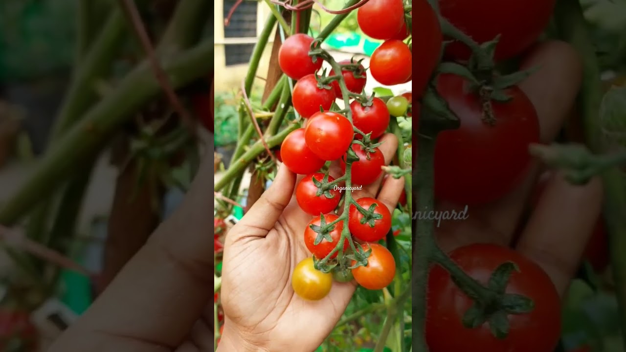 Cherry Tomatoes 🍒 🍅 - YouTube 