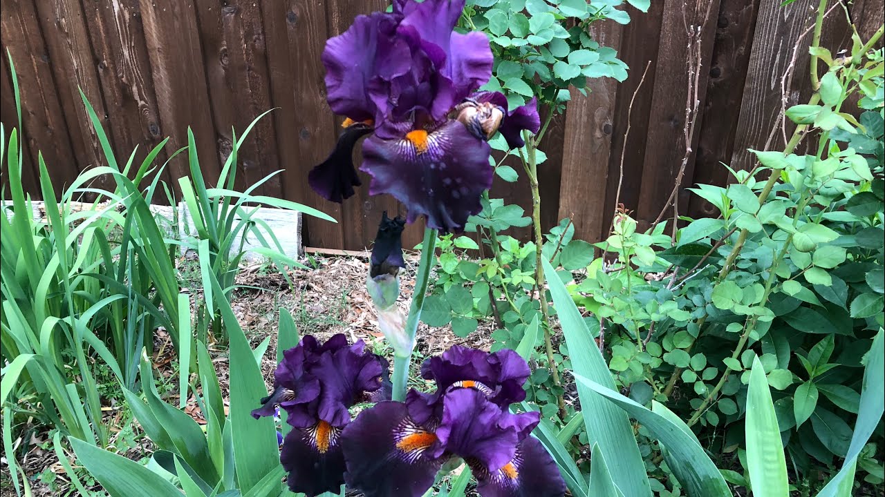Iris plant.Dracula kiss Iris.Care tips how to grow irises.North Texas