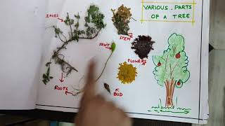 How to make a HERBARIUM PROJECT FILE by Grade 2 student. Science Project.