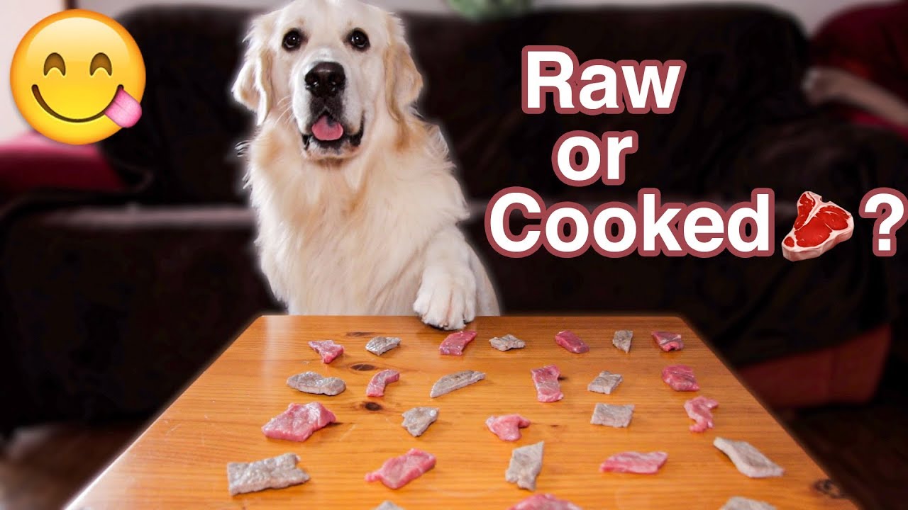 Raw or Cooked Meat? What will the Dog choose? YouTube