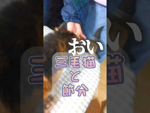 豆まきと三毛猫 #アテレコ #柴犬スティーブ