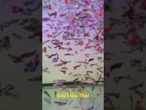 Video Bảy màu thái - youtube
