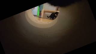 Caméra sur chat - Séance de jeu avec Meloman - Novembre 2022 by Caroline Crevier-Chabot 111 views 1 year ago 1 minute, 27 seconds