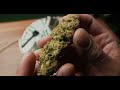 The Flavor Chase Episode 27 | Panama Rose by Mountain Flowers HEMP | CBD Flower Review