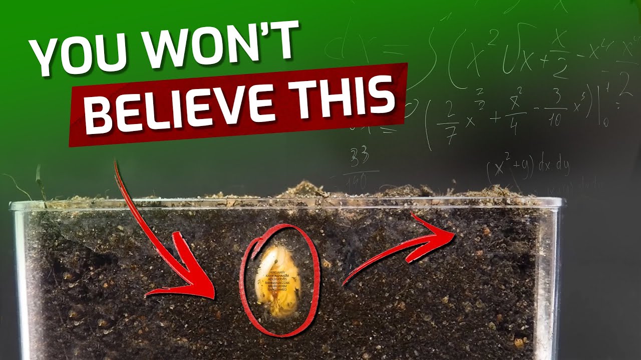 The Miracle Of Creation In Seeds! - You Won't Believe This!