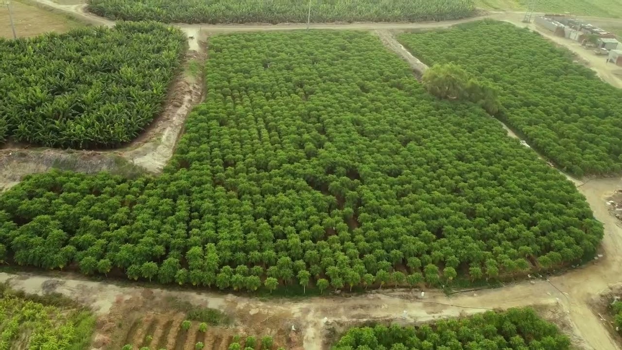 مزارع الظبية بمحافظة صبيا