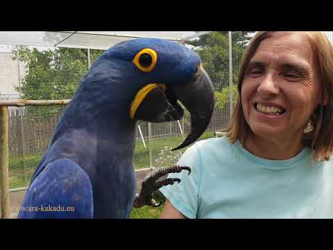 Video: Proč Papoušci Umí Mluvit