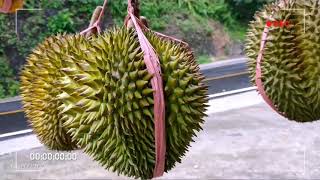 Durian trenggalek watulimo + pemandangan alamnya.