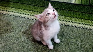 The Cutest Moments Of Super Hungry Baby Cat 🐈😋