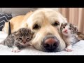 How the golden retriever and new tiny kittens became best friends cutest compilation