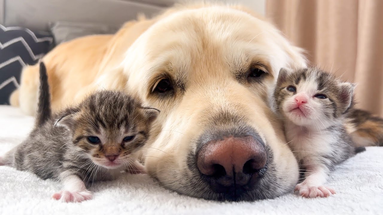 ⁣How the Golden Retriever and New Tiny Kittens Became Best Friends [Cutest Compilation]