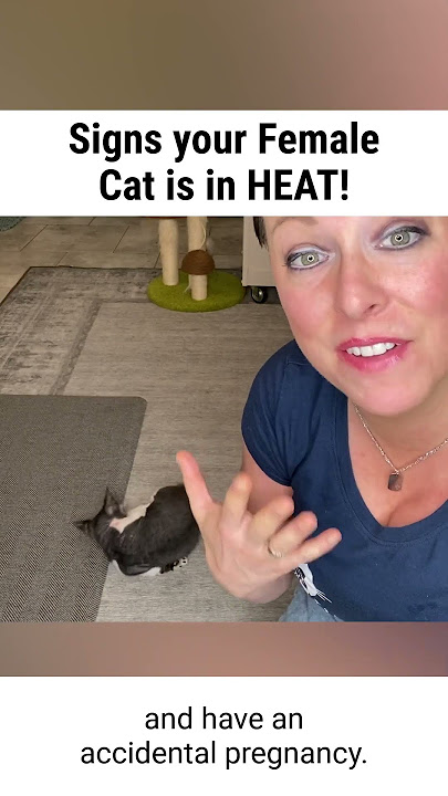 Signs your Female Cat is in HEAT!