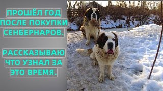 Сенбернары - Питание, содержание, охрана, характер.