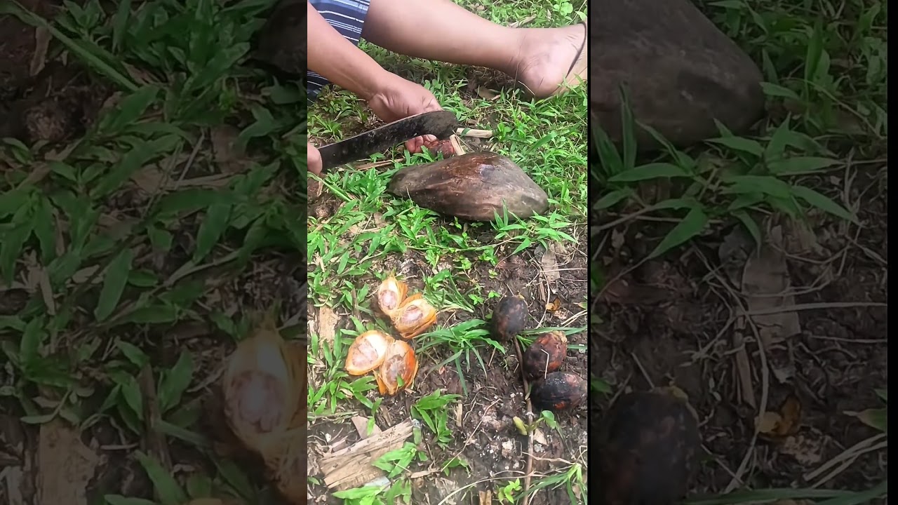 kupas buah pinang #shorts #budidayatanaman #buah #pinang #pohon #pertanian #viral #garden #harvest