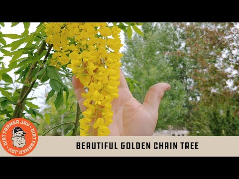 Video: Zorgen voor Laburnum-bomen - Leer hoe u een gouden kettingboom van Laburnum kunt laten groeien