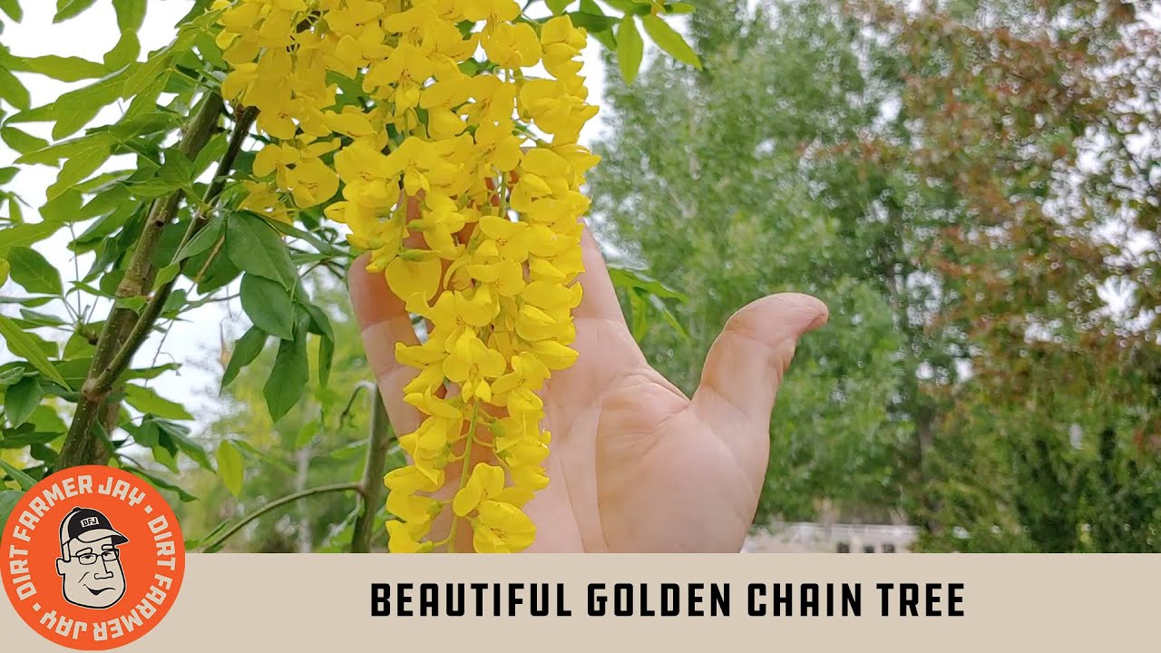 Beautiful Golden Chain Tree 