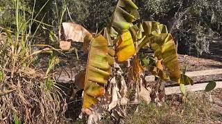 Day after 28° night at our fruit farm in Sarasota