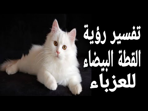 فيديو: لماذا تحلم قطة بيضاء أو قطة من كتاب الأحلام: وصف لأحلام مختلفة وتفسيرات حديثة وبديلة للأحلام