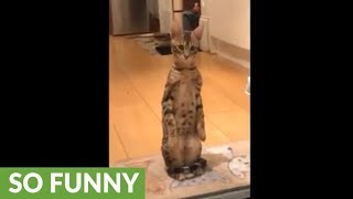 Cat Pulls Off Flawless Meerkat Impression
