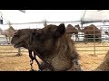 ANIMAL FACTS FOR KIDS: camel facts and camel demonstration